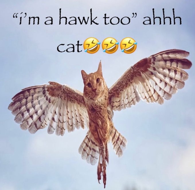 A cat